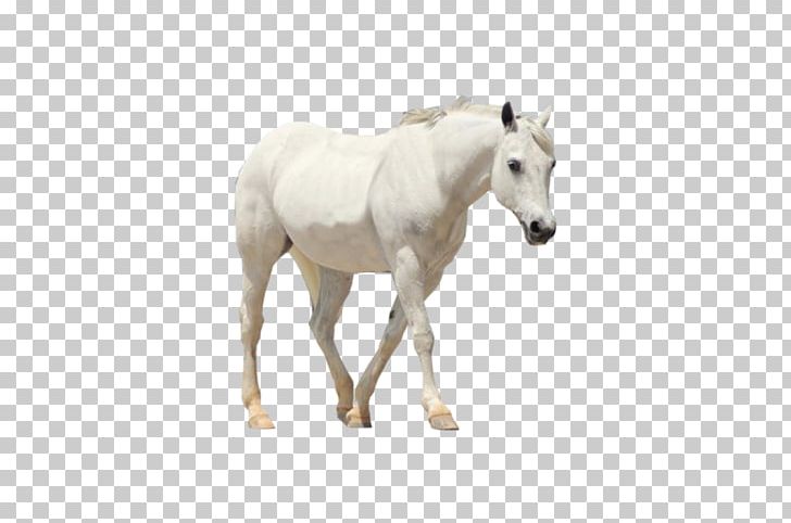 Horse Howrse Mare Colt PNG, Clipart, Animal Figure, Animals, Atlar, At Resimleri, Beyaz Free PNG Download