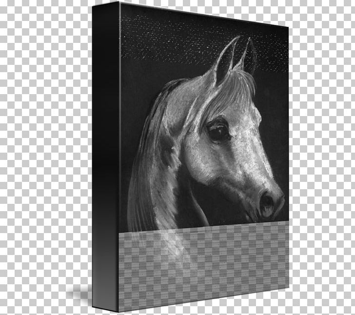 Mustang Mane Stallion Pony Freikörperkultur PNG, Clipart, Arabian Horse, Black And White, Horse, Horse Like Mammal, Horse Supplies Free PNG Download