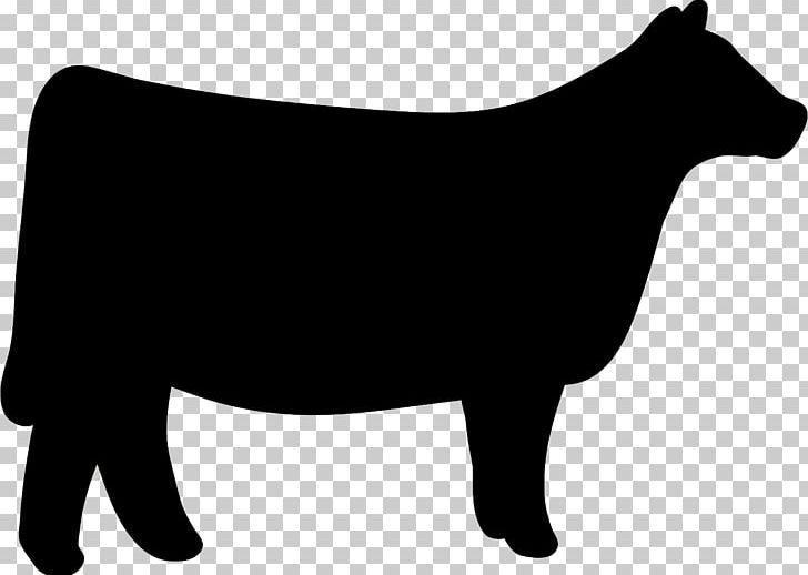 black chianina cattle