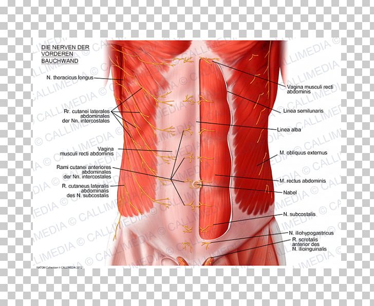 Abdominal Wall Rectus Abdominis Muscle Abdominal External Oblique Muscle Abdomen PNG, Clipart, Abdo, Abdomen, Abdominal Cavity, Abdominal External Oblique Muscle, Anatomy Free PNG Download