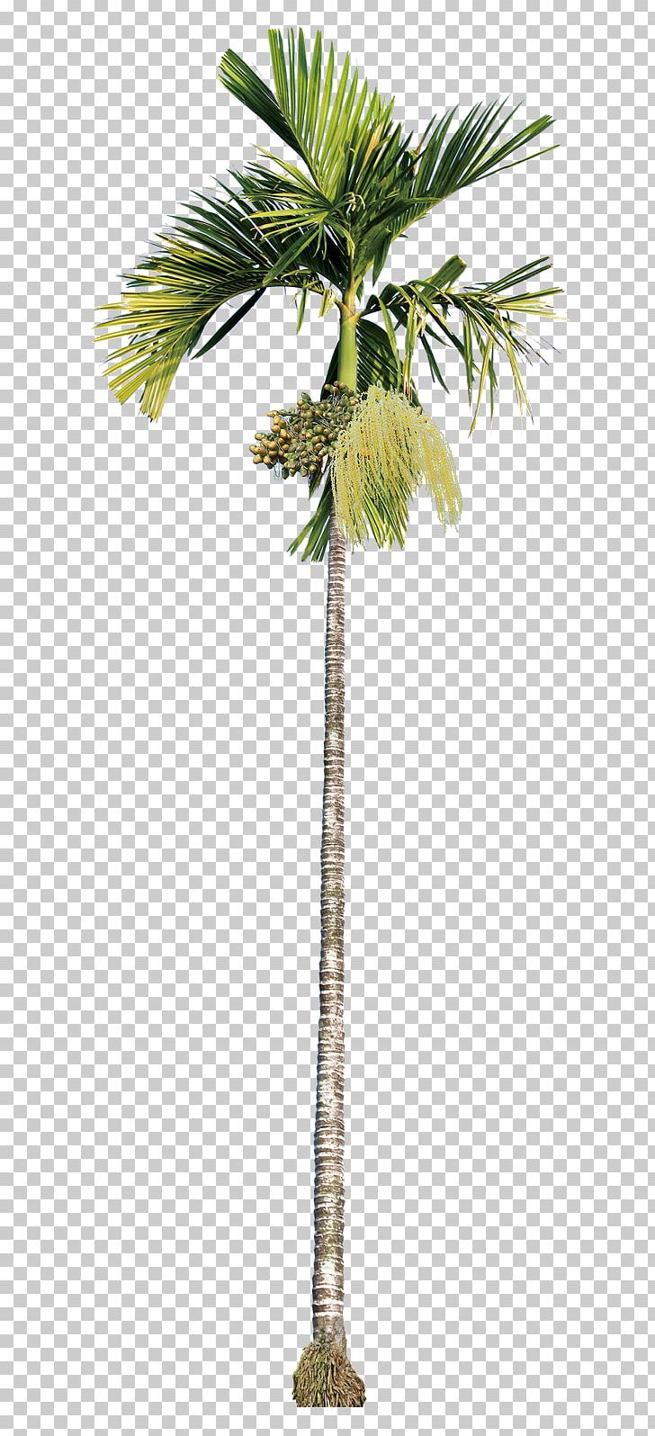 Areca Palm Asian Palmyra Palm Areca Nut Betel Nut Beauty PNG, Clipart, Arecaceae, Arecales, Areca Nut, Areca Palm, Asian Palmyra Palm Free PNG Download