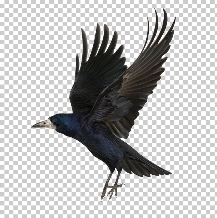 Common Raven As The Crow Flies PNG, Clipart, American Crow, Animals, As The Crow Flies, Beak, Bird Free PNG Download
