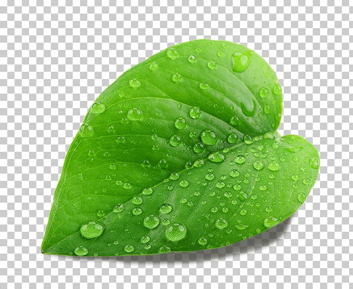 Stock Photography Leaf Shutterstock Graphics PNG, Clipart, Desktop Wallpaper, Drop, Droplet, Green, Green Leaf Free PNG Download