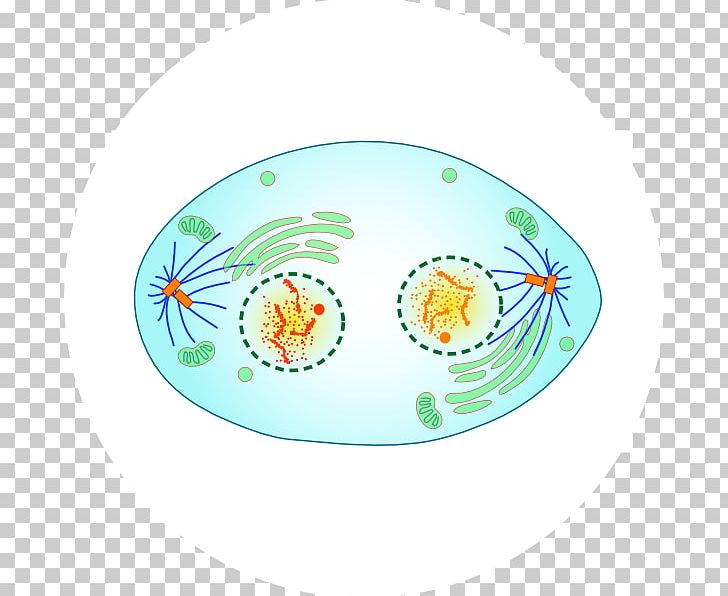 Telophase Mitosis Cell Division Metaphase PNG, Clipart, Anaphase, Cell, Cell Cycle, Cell Division, Chromosome Free PNG Download