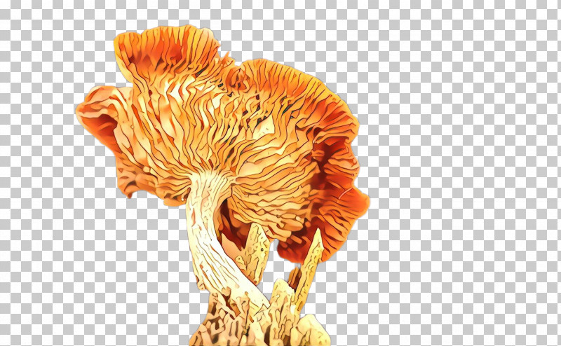 Orange PNG, Clipart, Fungus, Mushroom, Orange, Plant Free PNG Download