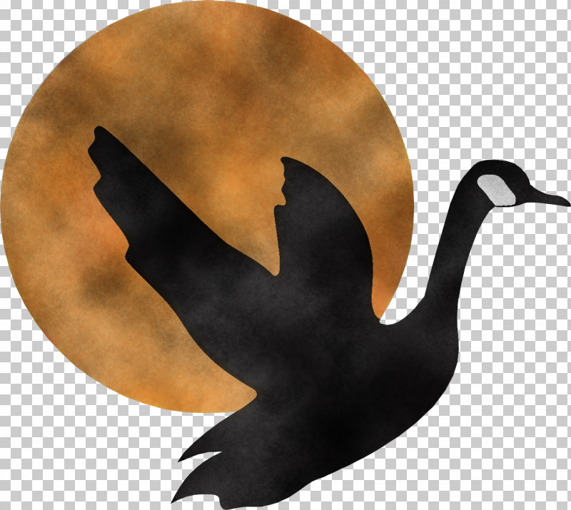 Bird Water Bird Goose Ducks, Geese And Swans Black Swan PNG, Clipart, Beak, Bird, Black Swan, Duck, Ducks Geese And Swans Free PNG Download