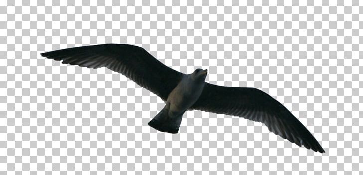 Bird Flight Flock PNG, Clipart, Animals, Beak, Bird, Birds, Deviantart Free PNG Download