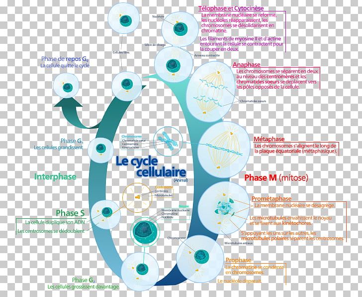 Cell Cycle Mitosis Cell Division Interphase PNG, Clipart, Biology, Brand, Cell, Cell Cycle, Cell Cycle Checkpoint Free PNG Download