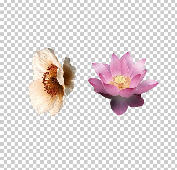 Flower Lilium Petal Pink PNG, Clipart, Blue, Calla Lily, Color, Download, Elements Free PNG Download