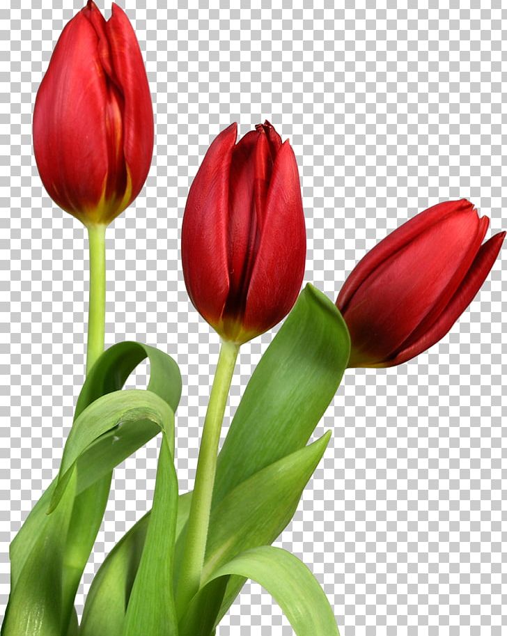Tulip Flower PNG, Clipart, Bud, Computer Icons, Cut Flowers, Flower, Flower Bouquet Free PNG Download