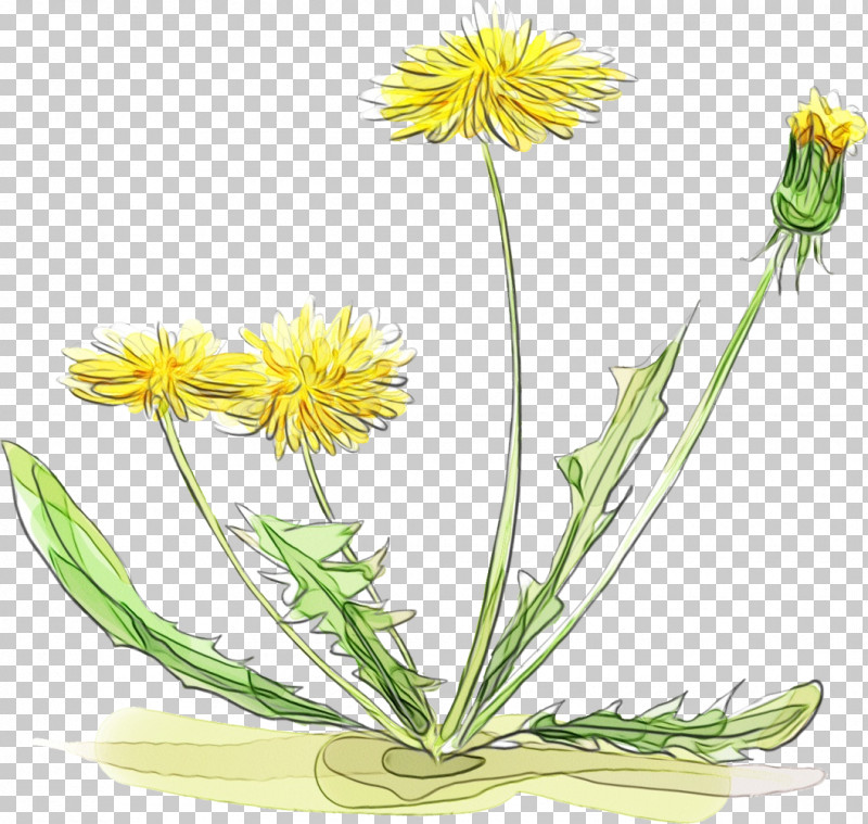 Dandelion Plant Stem Cut Flowers Yellow Herbal Medicine PNG, Clipart, Biology, Cut Flowers, Dandelion, Flower, Herbal Medicine Free PNG Download