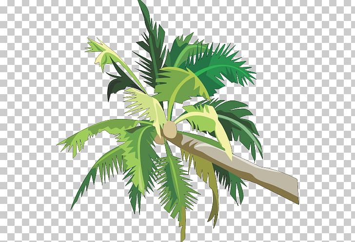 Asian Palmyra Palm Palm Trees Coconut PNG, Clipart, Arecales, Asian Palmyra Palm, Borassus Flabellifer, Coconut, Coconut Tree Free PNG Download