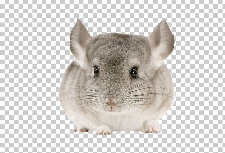 Chinchilla Rodent Cat Pet Guinea Pig PNG, Clipart, Animal, Animals, Cat, Chinchilla, Clipart Free PNG Download