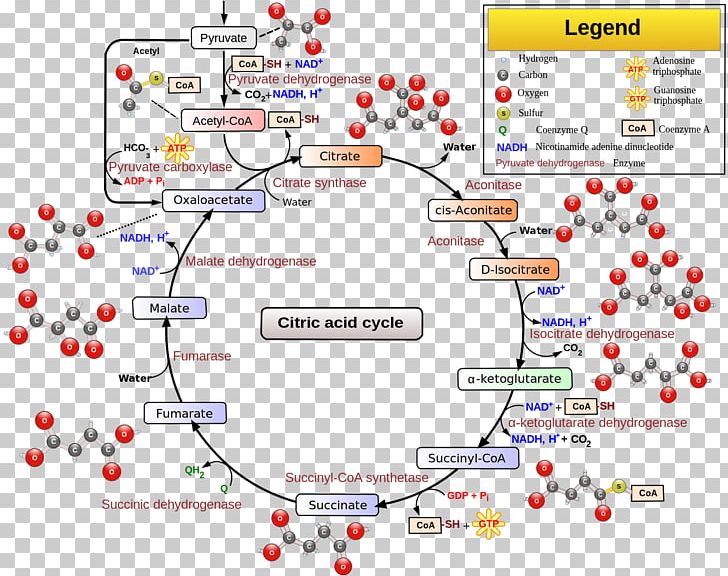 Citric Acid Cycle Cellular Respiration Metabolic Pathway Acetyl-CoA PNG, Clipart, Acetylcoa, Adenosine Triphosphate, Aerobic Organism, Area, Cell Free PNG Download
