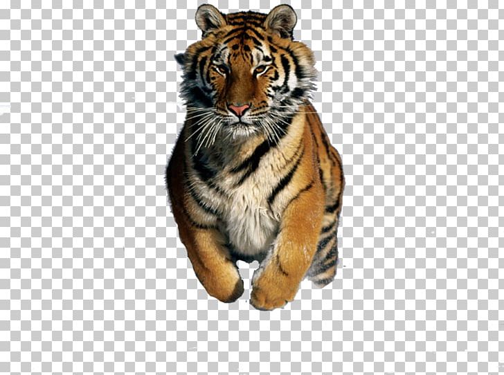 Felidae Bengal Cat Bengal Tiger Siberian Tiger Desktop PNG, Clipart, Bengal Cat, Bengal Tiger, Big Cat, Big Cats, Carnivoran Free PNG Download