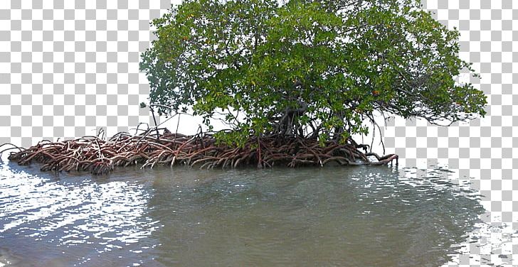 mangrove clipart