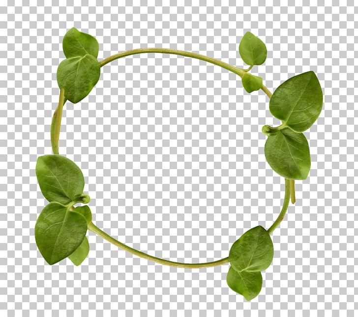 Vine Tree Raster Graphics PNG, Clipart, Color, Computer Icons, Download, Green, Leaf Free PNG Download