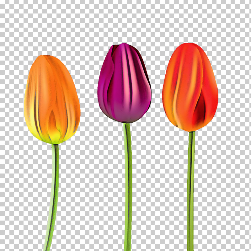 Orange PNG, Clipart, Bud, Cut Flowers, Flower, Lily Family, Orange Free PNG Download