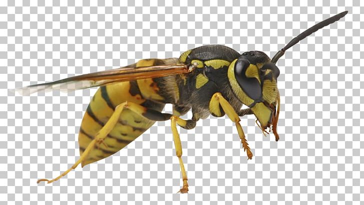 Bee Sting Characteristics Of Common Wasps And Bees Vespula PNG, Clipart, Bee, Bee Sting, Common Wasp, Fly, Honey Bee Free PNG Download