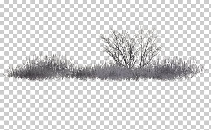 Black And White PicsArt Photo Studio Tree PNG, Clipart, Black And White, Branch, Drawing, Editing, Grass Free PNG Download