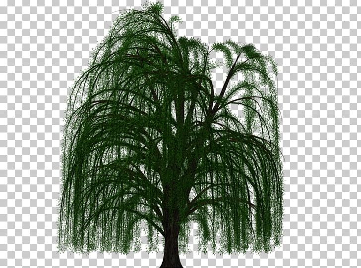 Prairie Willow Branch Weeping Willow Tree Deciduous PNG, Clipart, Art, Branch, Celebrate National Day, Deciduous, Digital Art Free PNG Download