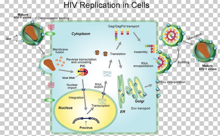 Virus HIV/AIDS Infection Host PNG, Clipart, Area, Cell, Computer Virus, Cycle, Diagram Free PNG Download