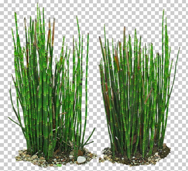 Equisetum Hyemale Field Horsetail Branched Horsetail Bamboo Vetiver PNG, Clipart, Bam, Clips, Decorative, Forest, Free Free PNG Download
