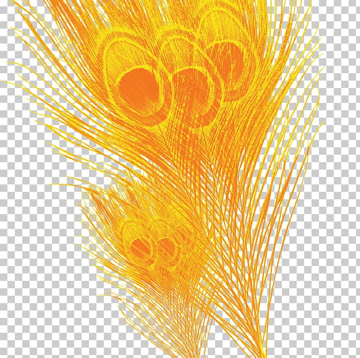 Feather Yellow PNG, Clipart, Animals, Computer Graphics, Download, Euclidean Vector, Feather Free PNG Download