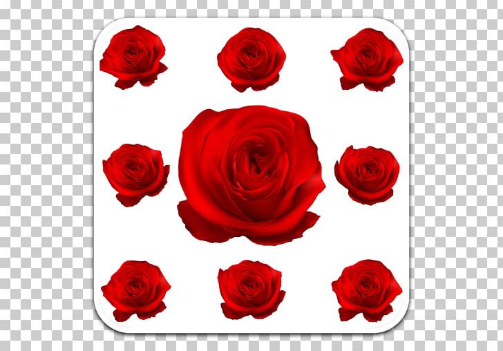 Garden Roses Floral Design Floribunda PNG, Clipart, Cut Flowers, Eps, Floral Design, Floribunda, Floristry Free PNG Download