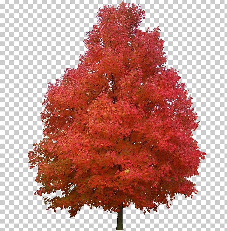 Sugar Maple Red Maple Tree Paper Plant PNG, Clipart, Abstract, American Sweetgum, Architecture, Autumn, Drawing Free PNG Download