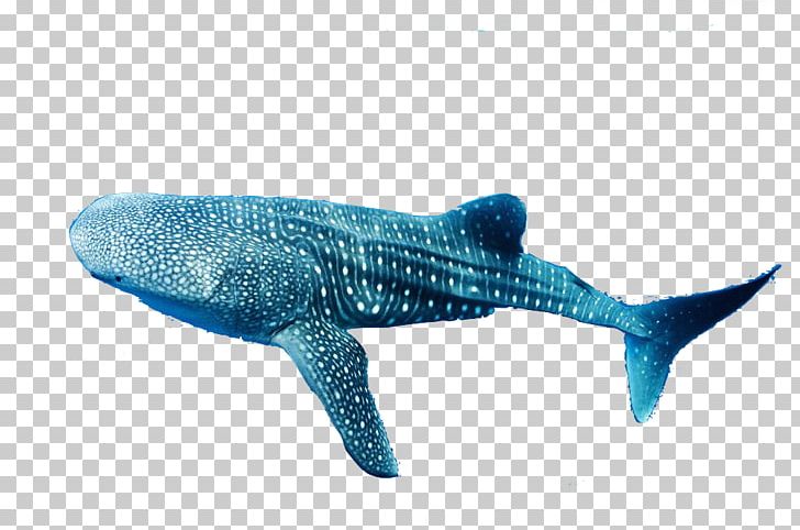 Whale Shark Shark Facts Remora Dolphin PNG, Clipart, Animal Figure, Biology, Carnivore, Cartilaginous Fish, Dolphin Free PNG Download