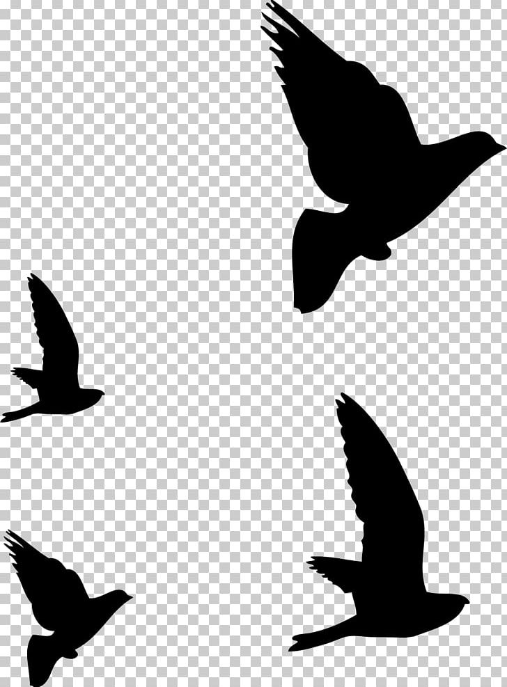 Bird Columbidae Silhouette PNG, Clipart, Animals, Art, Beak, Bird, Bird Flight Free PNG Download