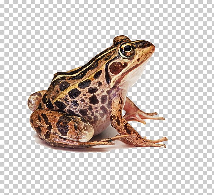 Frog PNG, Clipart, Amphibian, Animals, Common Frog, Croaking, Download Free PNG Download