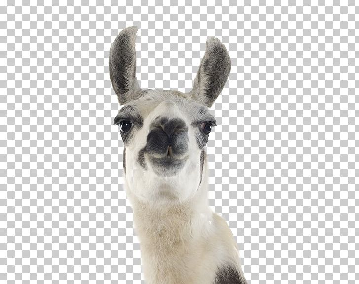 Llama Stock Photography Machu Picchu Desktop Alpaca PNG, Clipart, Alpaca, Camel Like Mammal, Christmas, Desktop Wallpaper, Drawing Free PNG Download