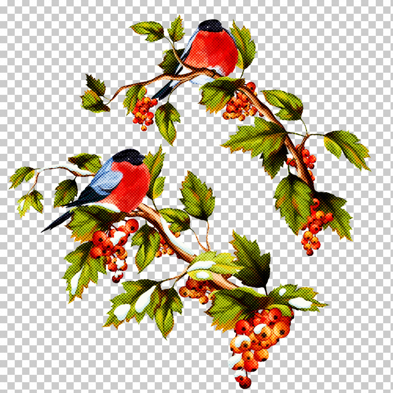 Holly PNG, Clipart, Berry, Bird, Branch, Chinese Hawthorn, Currant Free PNG Download