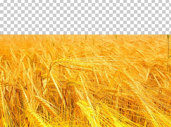 Light Yellow Color Wavelength PNG, Clipart, Agriculture, Blue, Cereal, Color, Crop Free PNG Download