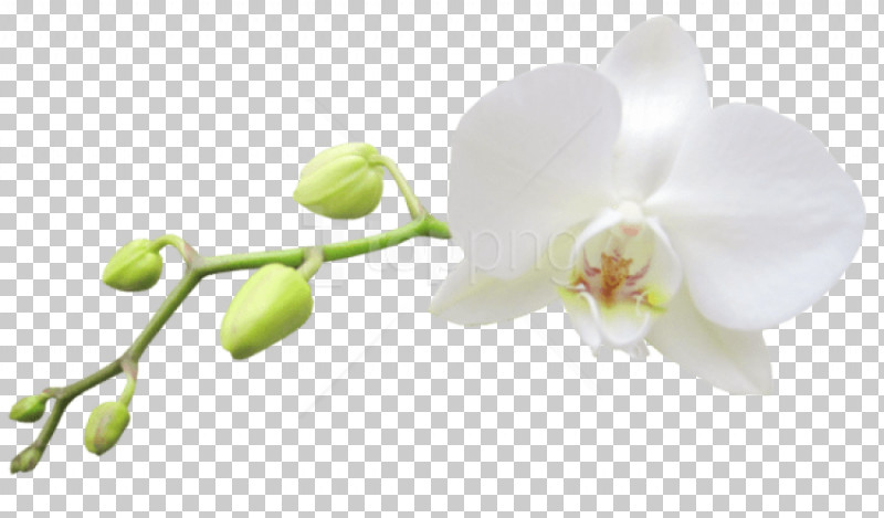 Flower White Plant Petal Moth Orchid PNG, Clipart, Blossom, Branch, Bud, Cut Flowers, Dendrobium Free PNG Download
