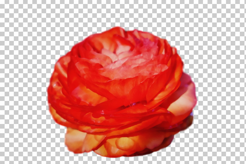 Garden Roses PNG, Clipart, Flower, Flowers, Garden Roses, Hybrid Tea Rose, Orange Free PNG Download