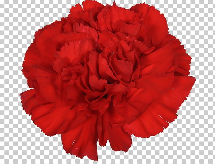 Carnation Garden Roses Cut Flowers Flower Bouquet PNG, Clipart, Carnation, Cut Flowers, Dianthus, Divine, Flower Free PNG Download