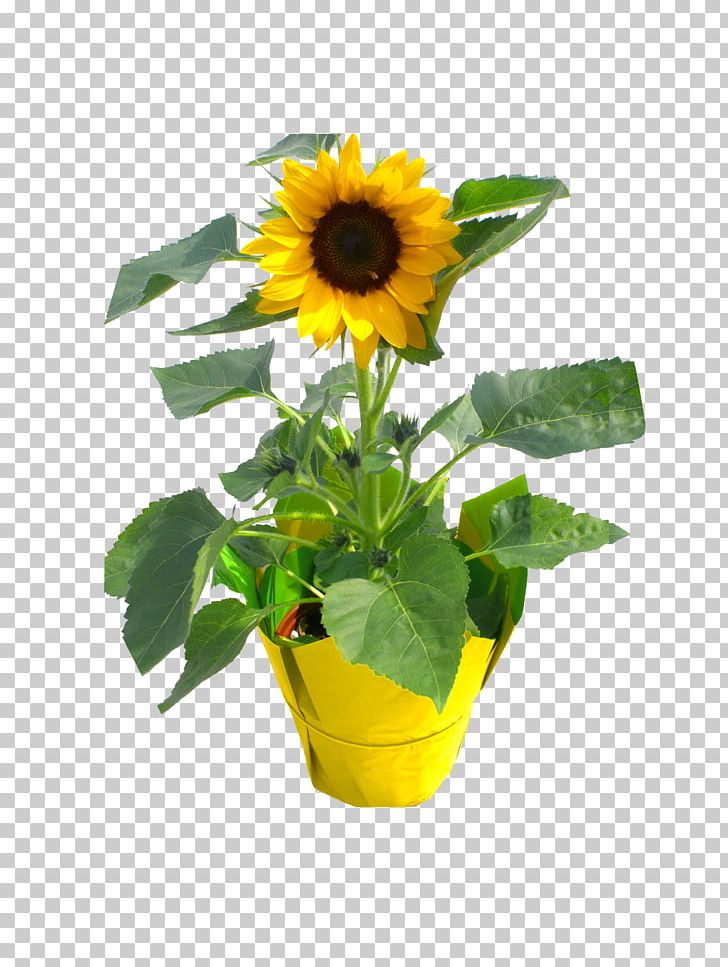 Consolidated Nurseries LLC Flowerpot Sunflower Seed Nursery Sunflower M PNG, Clipart, Basket, Daisy Family, Florida, Flower, Flowering Plant Free PNG Download