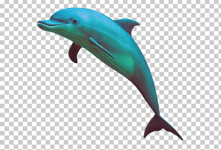 Dolphin Computer Icons PNG, Clipart, Animals, Com, Common Bottlenose Dolphin, Desktop Wallpaper, Display Resolution Free PNG Download