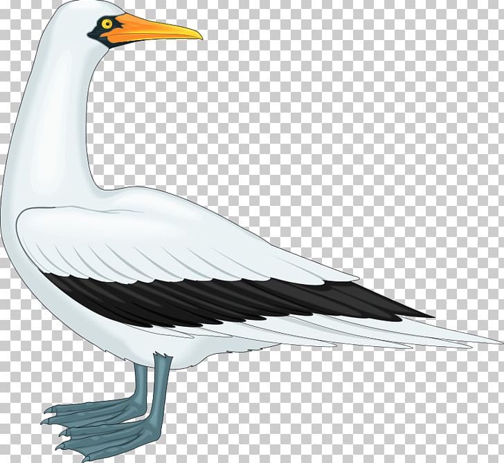 Gulls PNG, Clipart, Animals, Art, Beak, Bird, Charadriiformes Free PNG Download