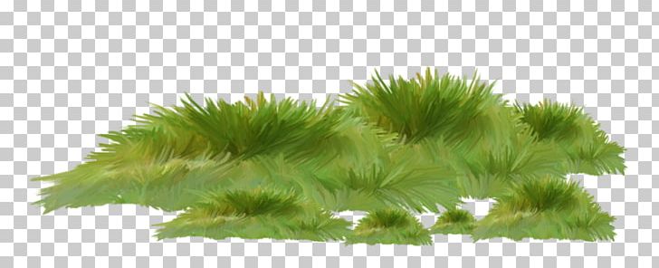 Branch Drawing PNG, Clipart, Branch, Cimen, Drawing, Gorselleri, Grass Free PNG Download