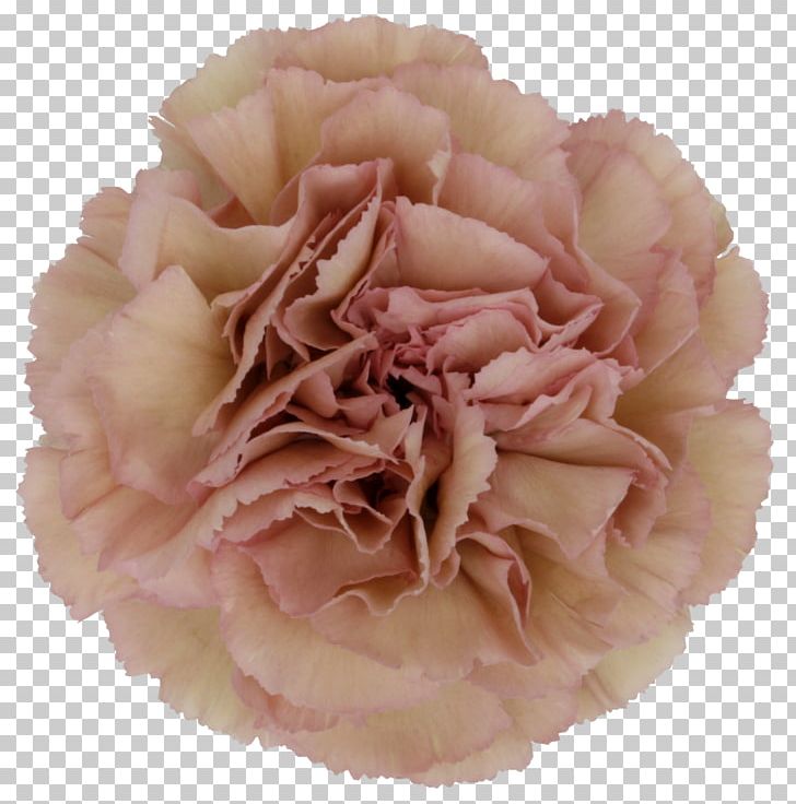 Carnation Flower Petal Floral Design Hypericum PNG, Clipart, Burgundy, Carnation, Color, Crimson, Floral Design Free PNG Download