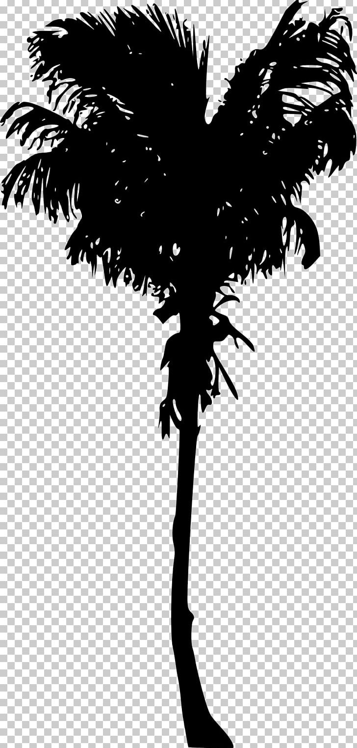 Arecaceae Woody Plant Tree Asian Palmyra Palm PNG, Clipart, Arecaceae, Arecales, Asian Palmyra Palm, Black And White, Borassus Free PNG Download