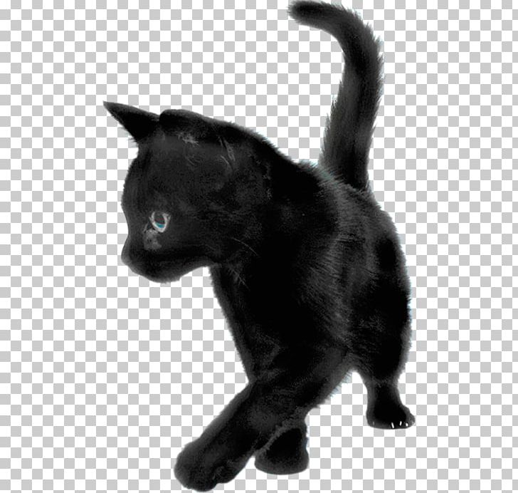 Common Admission Test (CAT) · 2018 PNG, Clipart, Animals, Black, Black And White, Black Cat, Bombay Free PNG Download