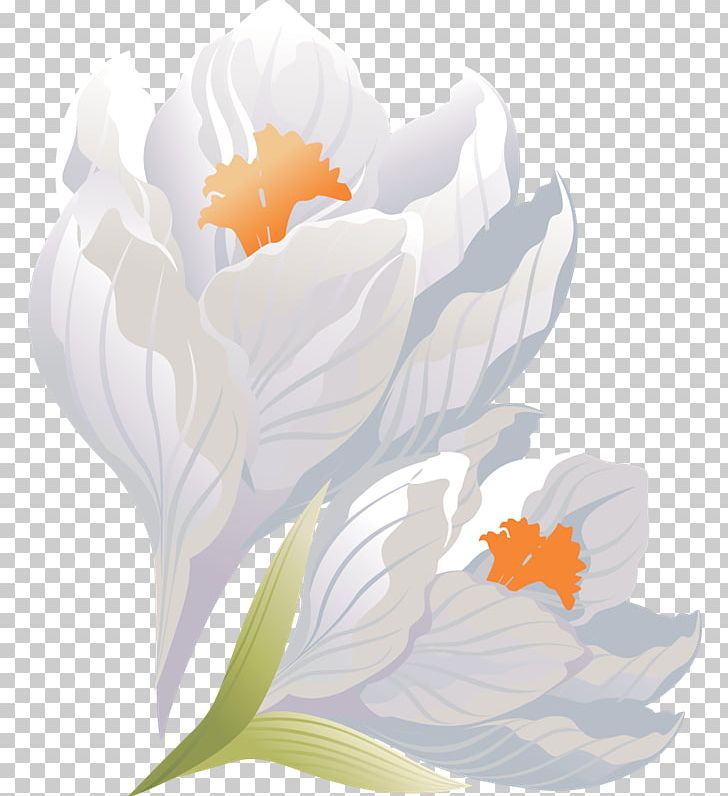 Crocus Flower Floral Design Petal PNG, Clipart, Crocus, Floral Design, Flower, Flowering Plant, Leaf Free PNG Download