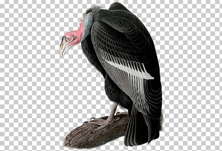 The Birds Of America California Condor National Audubon Society PNG, Clipart, American Flamingo, Animals, Beak, Bird, Bird Of Prey Free PNG Download
