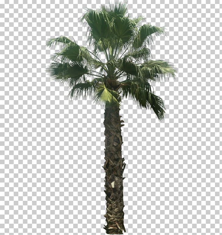 Asian Palmyra Palm Arecaceae Washingtonia Filifera Tree Attalea Speciosa PNG, Clipart, Arecaceae, Arecales, Areca Nut, Asian Palmyra Palm, Borassus Flabellifer Free PNG Download