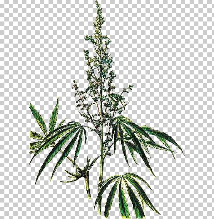Cannabis Hemp Herb Smoking Cathinone PNG, Clipart, Cannabis, Cannabis Sativa, Cathinone, Com, Hemp Free PNG Download